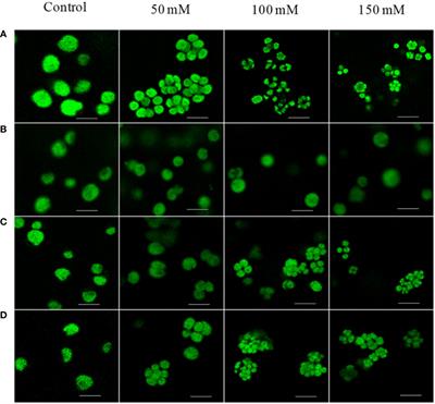 Long- and short-term acclimation of the photosynthetic apparatus to salinity in Chlamydomonas reinhardtii. The role of Stt7 protein kinase